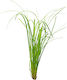 S.i Cyperus Helferi Topf