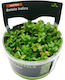 S.i Rotala Indica In-vitro Bonsai