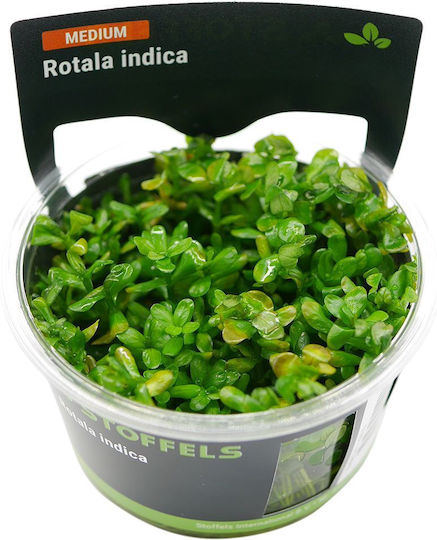 S.i Rotala Indica In-vitro Bonsai