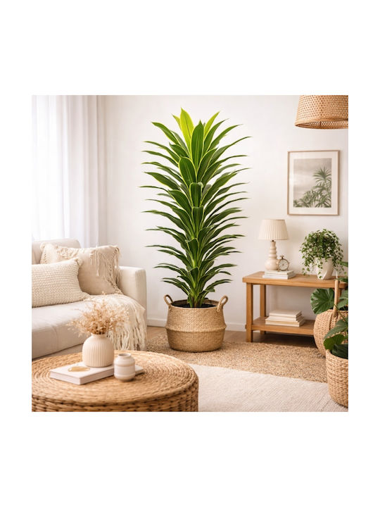 philodendron monstera pflege Tipps zur Pflege deiner Pflanze : Monstera deliciosa – PflanzenFuerAlle