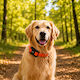 Dispozitiv de Urmărire Animală Petzeye Gps 919 4g