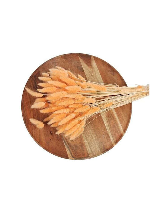 Lagurus Dried Bunny Tails 100 Gr Salmon