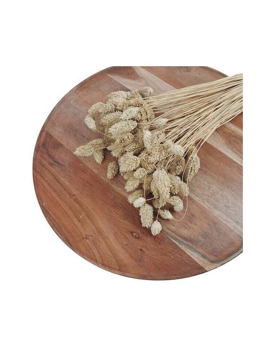 Phalaris Αποξηραμενα Λουλουδια 100 Gr 60/70cmφυσικο