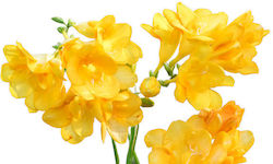 Gemma Bulb Freesia Double Yellow