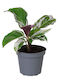 Καλαθέα Calathea White Miracle