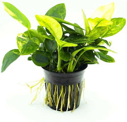 Stoffels Anubias Nana Marble