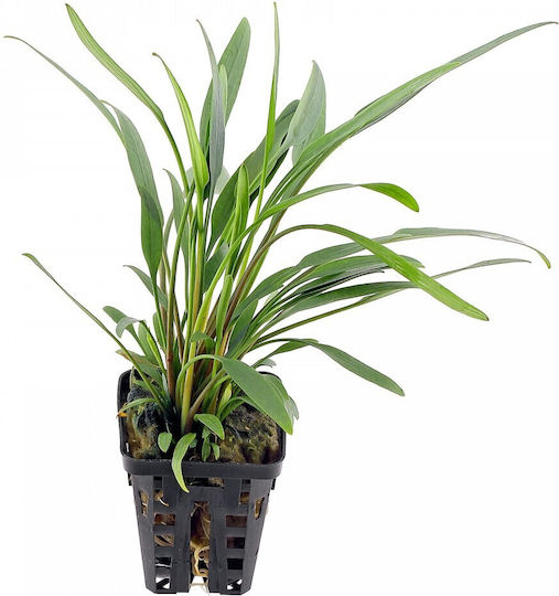 S.i Cryptocoryne X Willisli Lucens