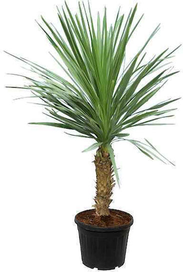 ОЕМ зелена драцена или кордилина Cordyline Australis растение 10 лт 80/100
