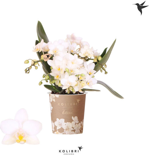 Phalaenopsis Anthura Nazare Botanic Mucho 4-8 Tulpini