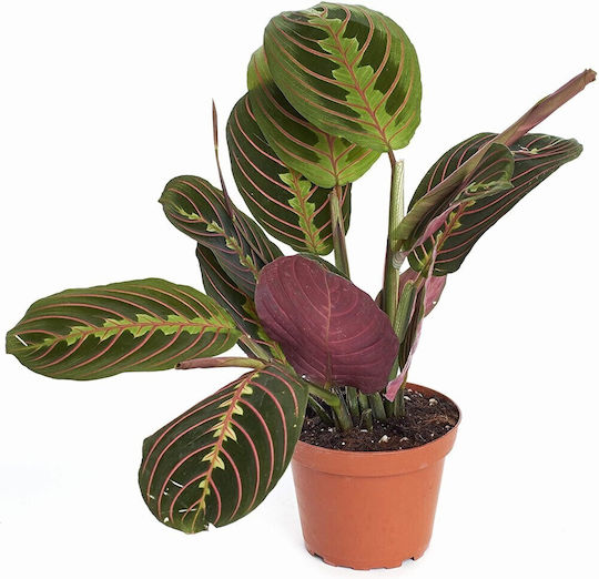 Μαράντα Maranta Leuc Fascinator