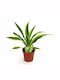 Dracaena Frag Lemon Lime