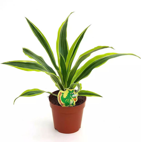 Δράκαινα Dracaena Frag Lemon Lime