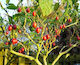 Seeds Tomatoς 100pcs