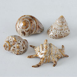 Shell 4/ass Porcelain Alyssa 7x6x4cm Beige Brown