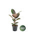 Ficus Ficus Elastica Pink Camouflage