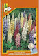 Geniki Fytotechniki Athinon Seeds Lupin