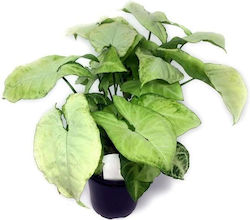 S.i Syngonium Podophyllum White Butterfly
