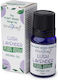 Λεβάντα Lush Lavender 10ml Stamford's Premium