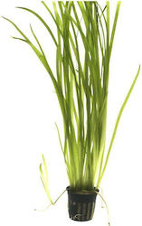 Vallisneria Spiralis Ριζα