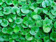 Σπόρος Γκαζόν Διχόνδρα Τριφύλλι (Dichondra Repens) 50gr