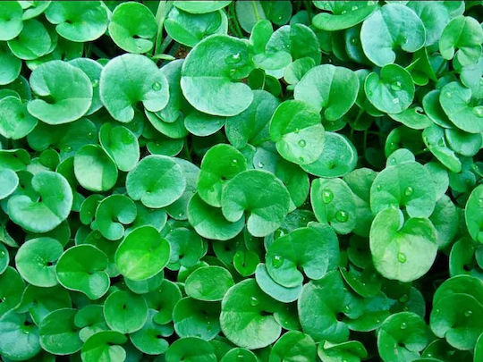 Σπόρος Γκαζόν Διχόνδρα Τριφύλλι (Dichondra Repens) 50gr