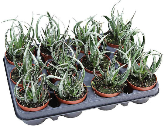 Aloe 'maidu' 8.5cm Aloe 'maidu' 8.5cm