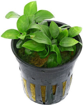 Aquaflora Anubias Barteri Var Nana Mini Mini Topf