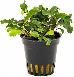 Aquaflora Bucephalandra Wavy Green Pot