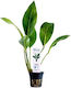 Aquaflora Anubias Congensis Pot