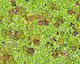 Live Aquarium Pond Floating Plants Salvinia Minima Cup