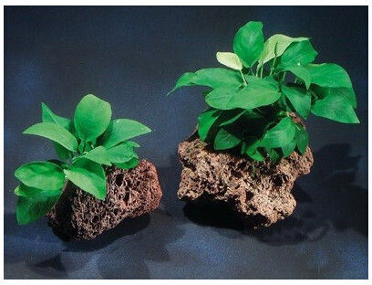 Anubias Barteri Var Nana Πέτρα Λάβας Φπ