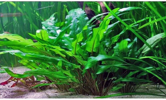 Cryptocoryne Wendtii Grün