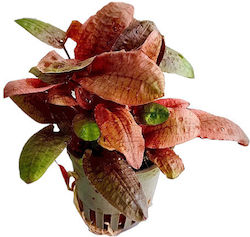 Stoffels Cryptocoryne Nevilli 105866
