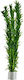 Stoffels Egeria Densa Bundle