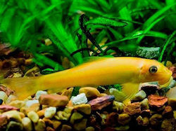 Pește viu Golden Algae Eater 4,5 cm