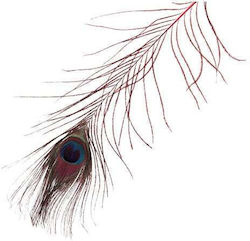 Pfauenfedern Set/12 25cm Rot