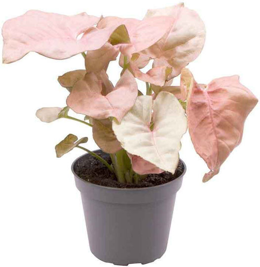 Syngonium 'neon' 6cm