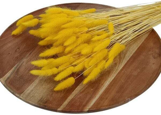 Lagurus Getrocknete Bunny Tails 100 Gr Gelb