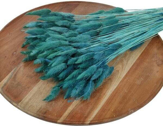 Lagurus Dried Bunny Tails 100 Gr Turquoise
