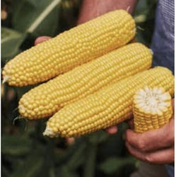 Syngenta Семена Царевица Сладко жълто