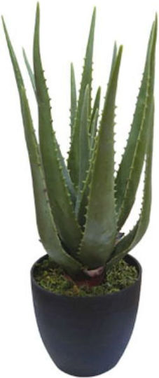 Aloe Tree in Pot H47cm 4/box