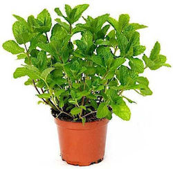 Oem Minze Mentha Spicata