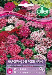 Clove Seeds “Poets” – Low