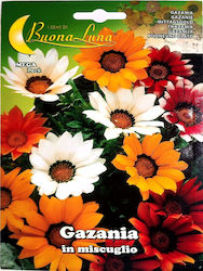 Gazania Saatgut Mix Gazania Saatgut Mix