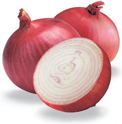Saatgut Zwiebel Red Amposta Saatgut Zwiebel Red Amposta
