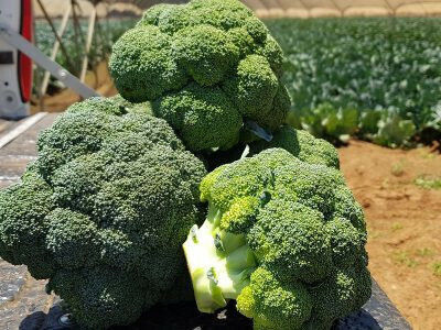 Semințe Broccoli Triton F1 10000 Buc