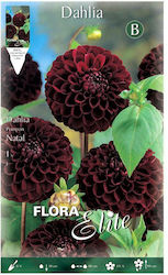 Dahlia Natal 649042 1 Buc