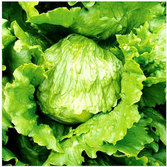 Salată Verde Tip Iceberg Brisamar Conservă 5000 Plicuri