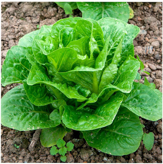 Romaine Morales Konserven 5000 Pillen Samen & Zwiebeln