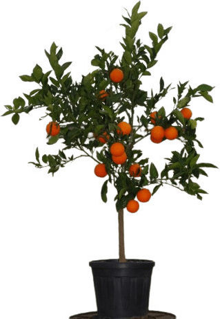 Orangen-Sanguinelli 12-Liter Pflanzen